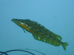 Heterostichus rostratus