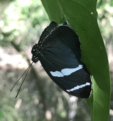 Heliconius