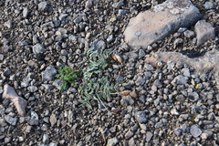 Astragalus tugarinovii