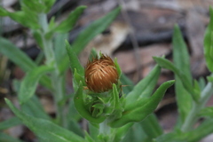 Coronidium oxylepis lanatum
