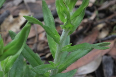 Coronidium oxylepis lanatum