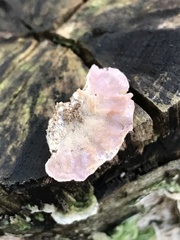 Cerrena unicolor