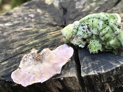 Cerrena unicolor