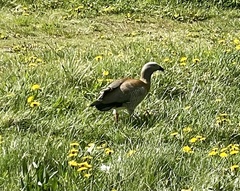 Chloephaga poliocephala