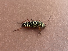 Placosternus erythropus