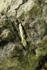 Crypsitricha mesotypa