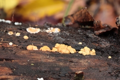 Trichoderma minutisporum