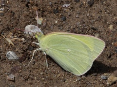 Colias alexandra
