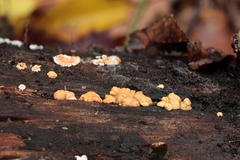 Trichoderma minutisporum