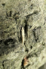Crypsitricha mesotypa