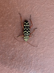 Placosternus erythropus