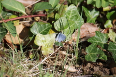 Celastrina