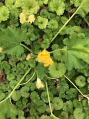 Cucurbita