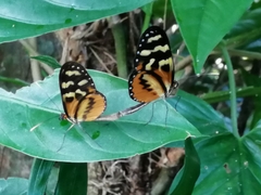 Mechanitis polymnia lycidice