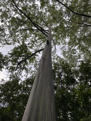Eucalyptus deglupta