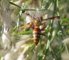 Polistes dorsalis