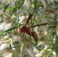 Polistes dorsalis