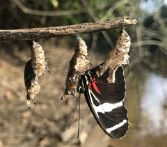 Heliconius wallacei