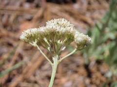 Antennaria argentea