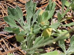 Antennaria argentea