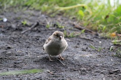 Passer domesticus