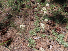 Antennaria argentea