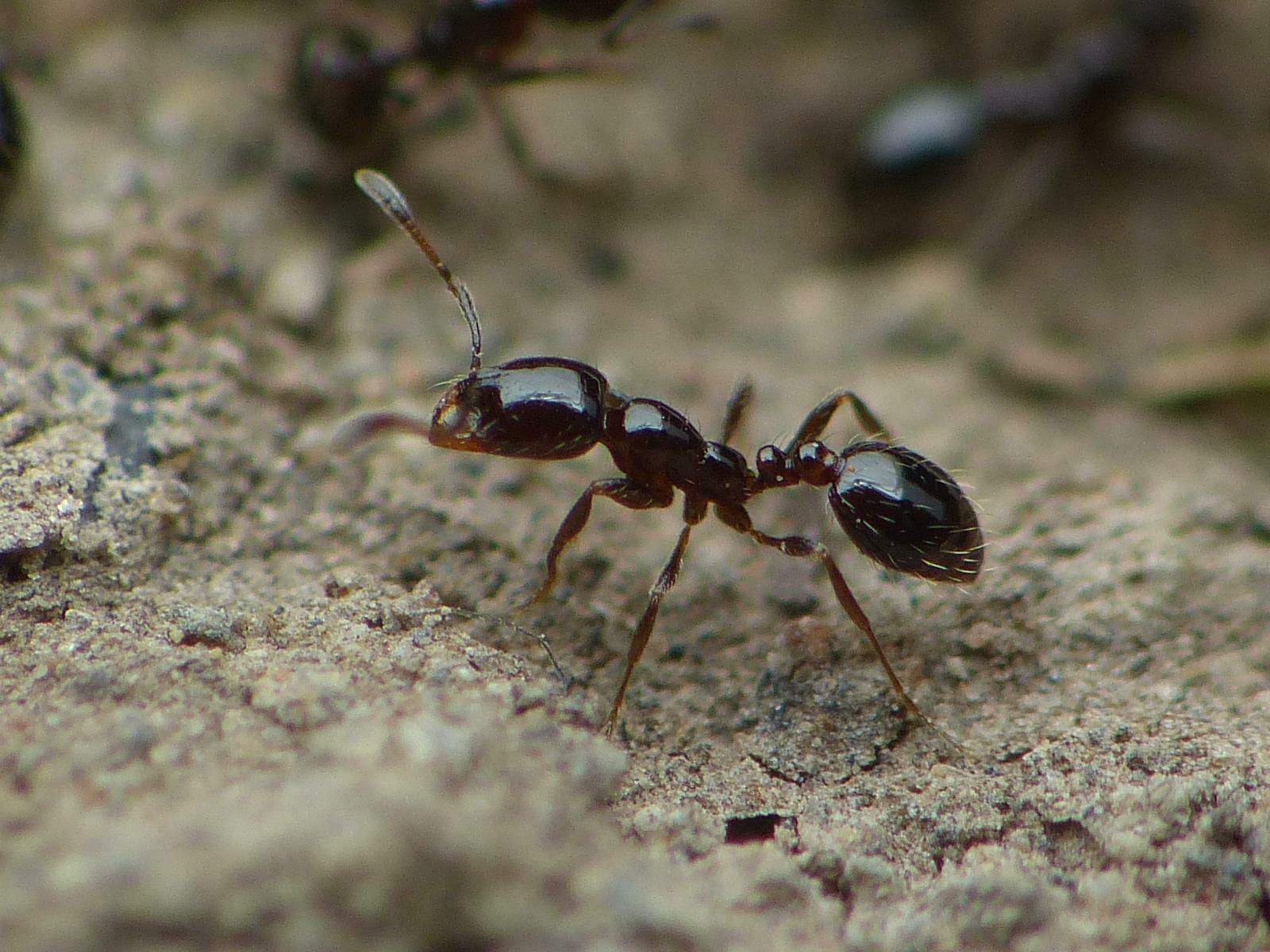 Solenopsis latastei