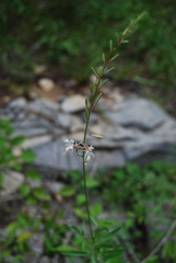 Oenothera filipes