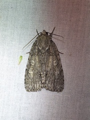 Acronicta modica