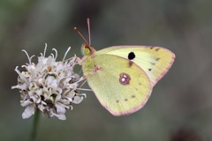 Colias croceus
