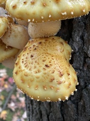 Pholiota aurivella