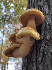 Pholiota aurivella