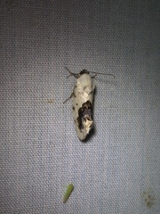 Ponometia erastrioides