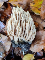 Ramaria stricta