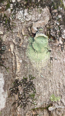 Lecanora thysanophora