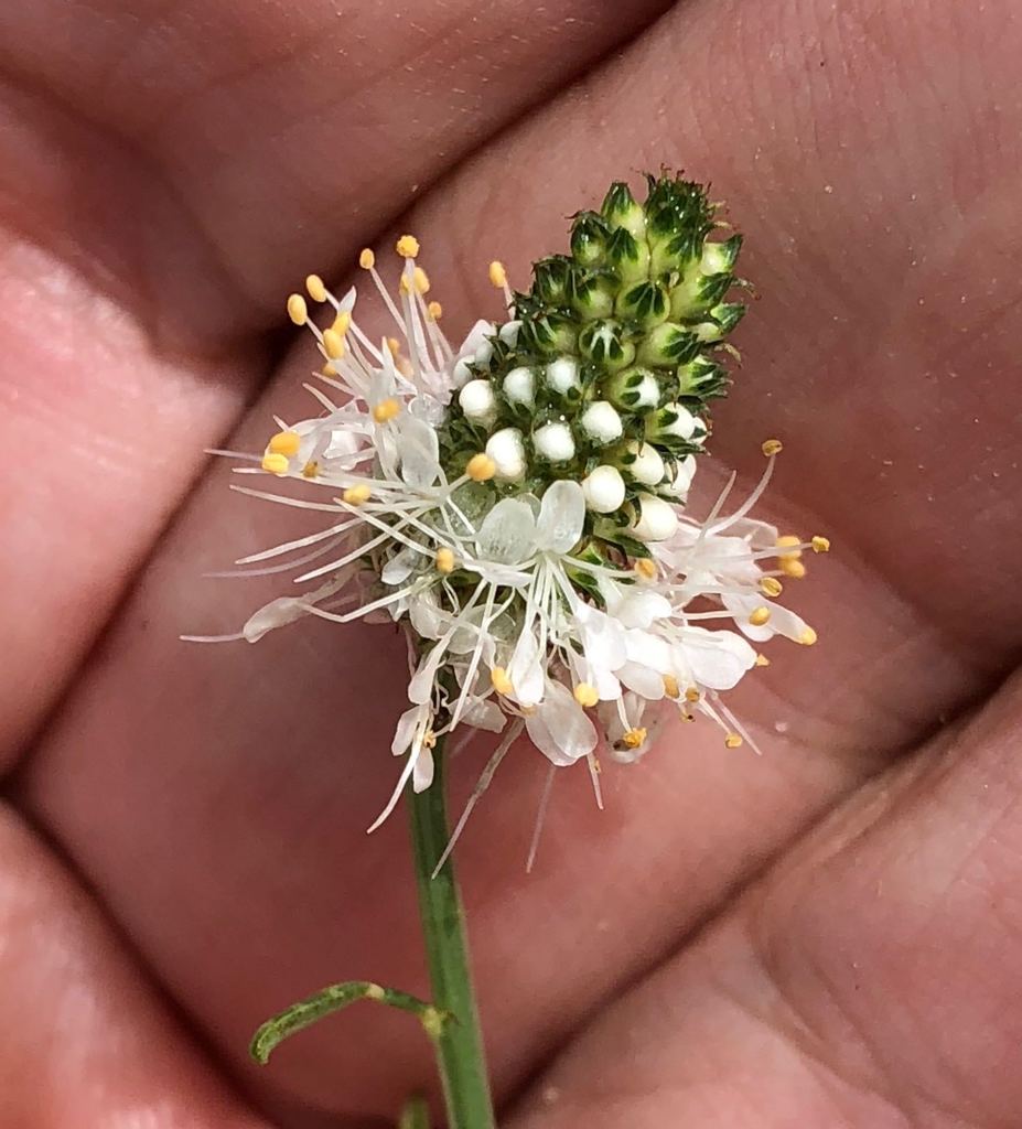 whitetassels