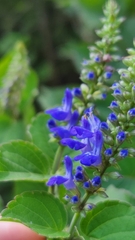 Salvia