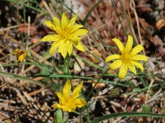 Microseris nutans