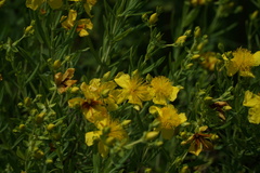 Hypericum kalmianum