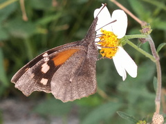 Libytheana carinenta mexicana