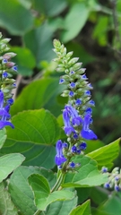 Salvia
