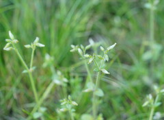 Cerastium glomeratum