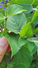 Salvia