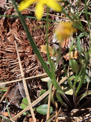 Microseris nutans