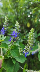 Salvia