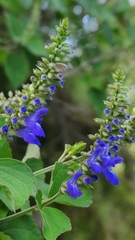 Salvia