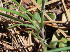 Microseris nutans