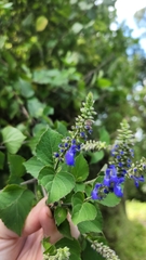 Salvia