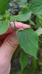 Salvia
