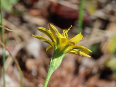 Microseris nutans